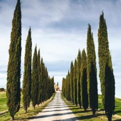 Italian Cypress Tree -Geen Shop Italian Cypress 4 BB