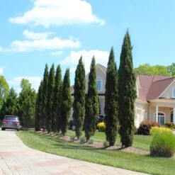 Italian Cypress Tree -Geen Shop Italian Cypress 6 BB