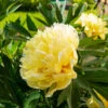 Bartzella Peony 1 Bartzella Peony -Geen Shop Itoh Peony Bartzella BB 600x600 ba0a5aed d876 413d 9146 7e18d14b3e61