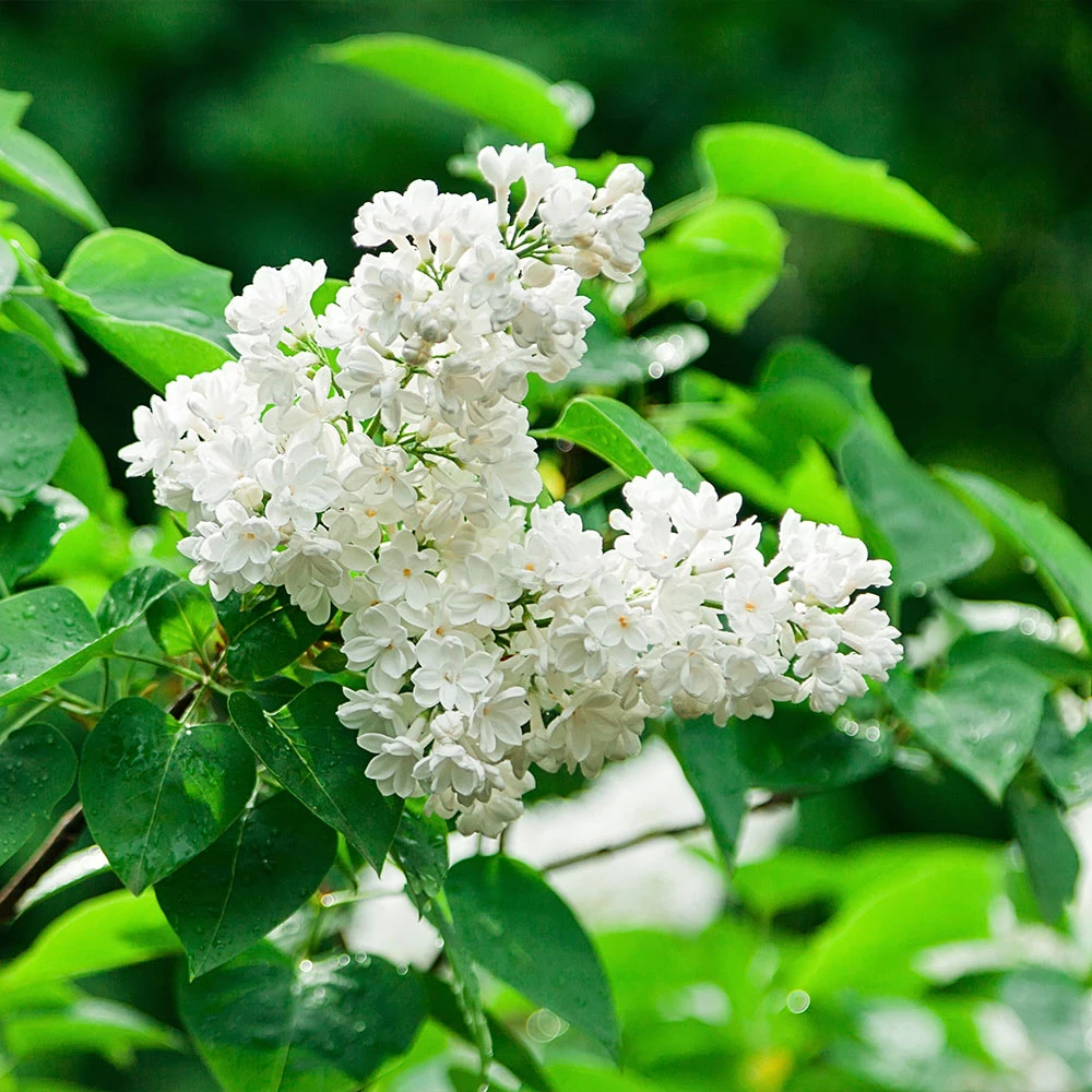 Ivory Silk Japanese Lilac Tree 5 Ivory Silk Japanese Lilac Tree - Image 3