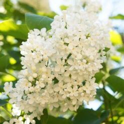 Ivory Silk Japanese Lilac Tree 9 Ivory Silk Japanese Lilac Tree -Geen Shop Ivory Silk Lilac 4