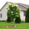 Ivory Silk Japanese Lilac Tree 2 Ivory Silk Japanese Lilac Tree -Geen Shop Ivory Silk Lilac BB 600x600 4ce65b93 c3df 4356 a4d2 e78594fa1438