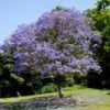 Jacaranda Tree 1 Jacaranda Tree -Geen Shop Jacaranda 2