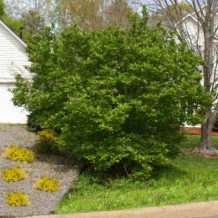 Jane Magnolia Tree 11 Jane Magnolia Tree -Geen Shop Jane Saucer Magnola 5 BB