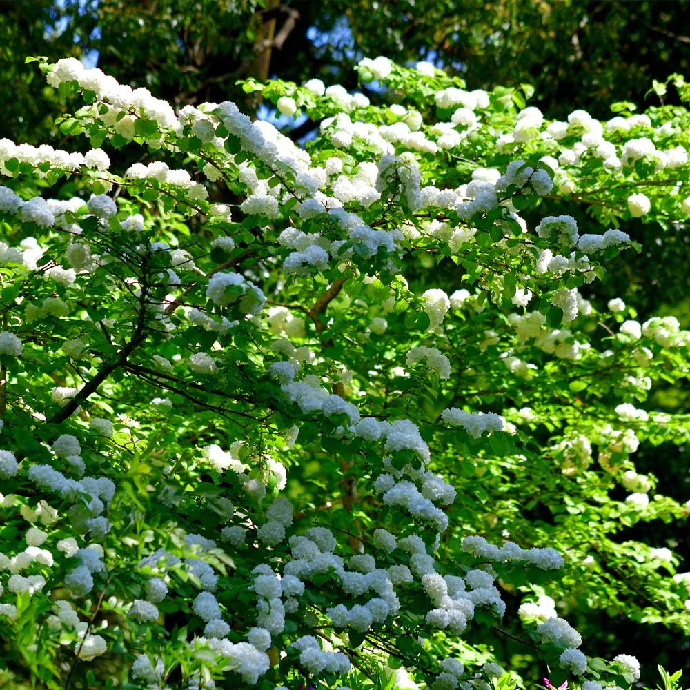 Japanese Snowball Bush 4 Japanese Snowball Bush - Image 2