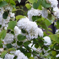 Japanese Snowball Bush 9 Japanese Snowball Bush -Geen Shop Japanese VIburnum 4 BB