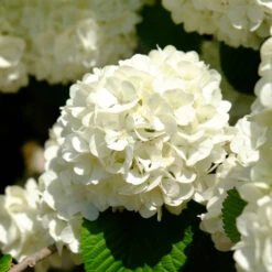 Japanese Snowball Bush 11 Japanese Snowball Bush -Geen Shop Japanese VIburnum 6