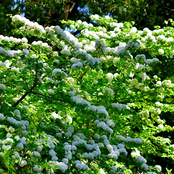 Japanese Snowball Bush 3 Japanese Snowball Bush