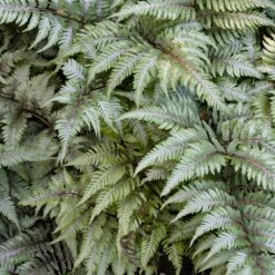 Japanese Painted Fern 9 Japanese Painted Fern -Geen Shop Japanese Painted Fern 3 BB
