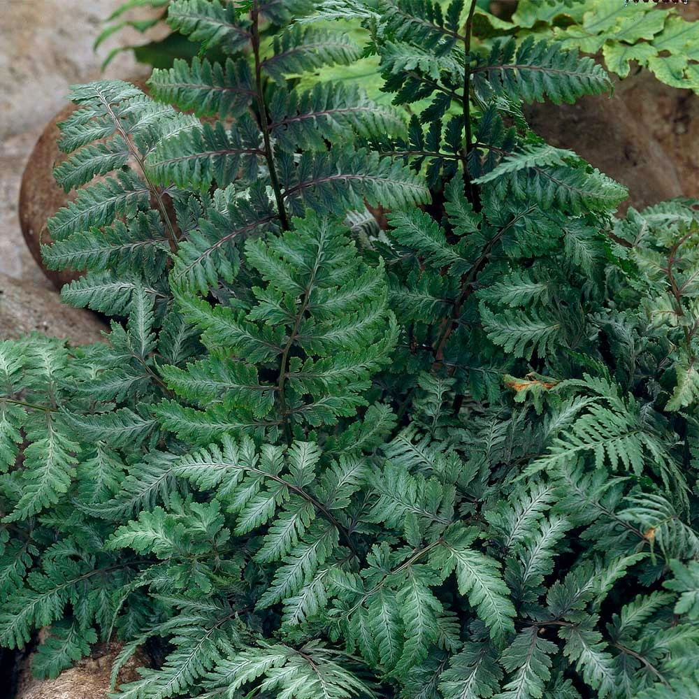 Japanese Painted Fern 6 Japanese Painted Fern - Image 4