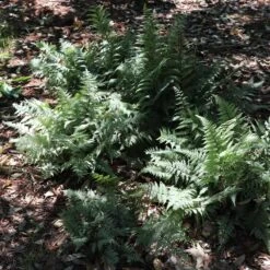 Japanese Painted Fern 11 Japanese Painted Fern -Geen Shop Japanese Painted Fern 6