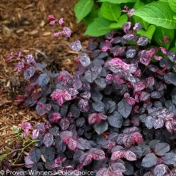Jazz Hands® Variegated Loropetalum 9 Jazz Hands® Variegated Loropetalum -Geen Shop Jazz Hands loropetalum 5 BB