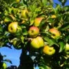 Jonagold Apple Tree -Geen Shop Jonagold Apple BB 600x600 2c1dc9e7 a550 498c 9cf4 9b0f702fa008