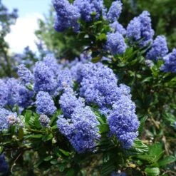 Creeping Mountain Lilac -Geen Shop Joyce Coulter California Lilac 2