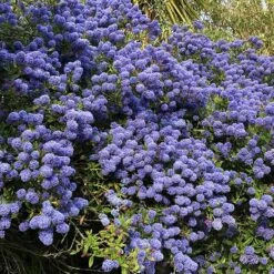 Creeping Mountain Lilac