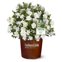 Jubilation™ Gardenia Shrub 9 Jubilation™ Gardenia Shrub -Geen Shop Jubilation Gardenia 1