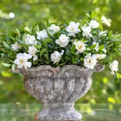 Jubilation™ Gardenia Shrub 10 Jubilation™ Gardenia Shrub -Geen Shop Jubilation Gardenia 2