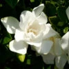 Jubilation™ Gardenia Shrub -Geen Shop Jubilation Gardenia BB 600x600 cc8bbbad 2fce 4360 aac5 e8660c986f53