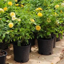 Julia Child Rose -Geen Shop Julia Child Rose 7