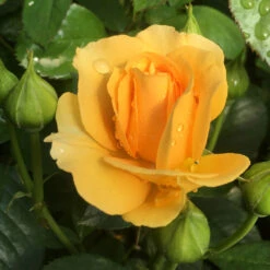 Julia Child Standard Rose Tree -Geen Shop Julia Child Rose Tree 6 BB