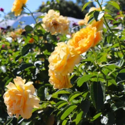 Julia Child Standard Rose Tree -Geen Shop Julia Child Rose Tree 8