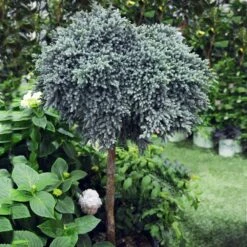 Blue Star Juniper Tree 8 Blue Star Juniper Tree -Geen Shop Juniper BLue Star Standard