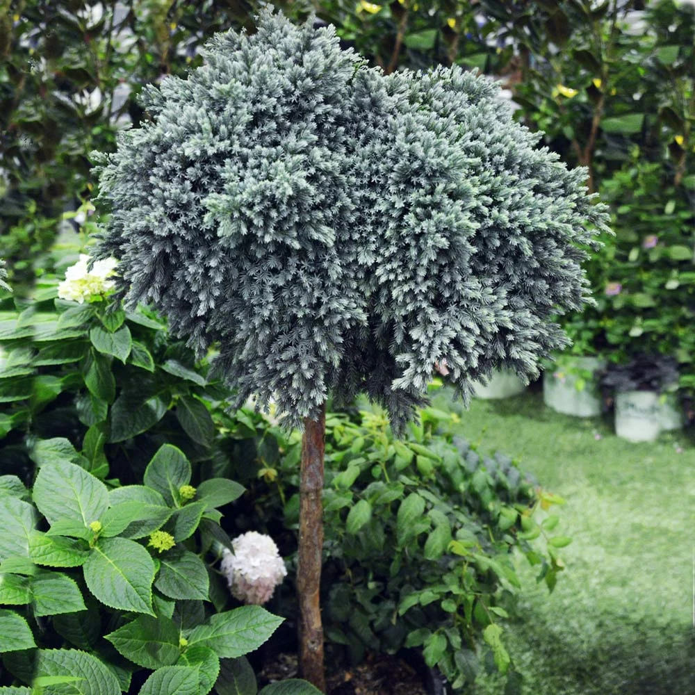 Blue Star Juniper Tree 5 Blue Star Juniper Tree - Image 3