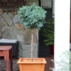 Blue Star Juniper Tree -Geen Shop Juniper BLue Star Standard BB 600x600 0a6ed964 12ed 4d92 b999 818e28ab42bc