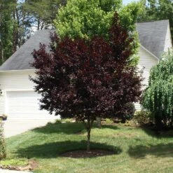 Krauter Vesuvius Flowering Plum Tree 13 Krauter Vesuvius Flowering Plum Tree -Geen Shop KV Flowering Plum 3