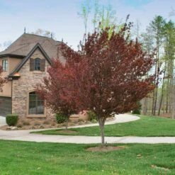 Krauter Vesuvius Flowering Plum Tree 11 Krauter Vesuvius Flowering Plum Tree -Geen Shop KV Flowering Plum 4