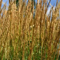 Karl Foerster Grass 8 Karl Foerster Grass -Geen Shop Karl Foerster Grass 2