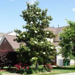 Kay Parris Magnolia 7 Kay Parris Magnolia -Geen Shop Kay Parris 1 BB