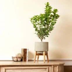 Key Lime Bush 9 Key Lime Bush -Geen Shop Key Lime Bush 4