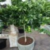 Key Lime Tree 1 Key Lime Tree -Geen Shop Key Lime Tree 2 BB