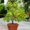 Kishu Mandarin Tree -Geen Shop Kishu Mandarin Tree BB 600x600 7574b30f 13c1 463c bea3 81a4c8603fa3