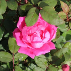 Pink Knock Out® Rose Tree -Geen Shop Knockout Rose Tree Pink BB