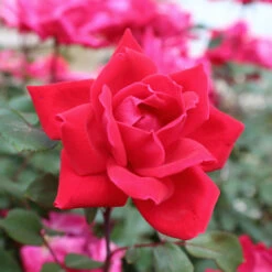 Knock Out® Rose Tree -Geen Shop Knockout Rose Tree Red 3 BB