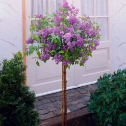Korean Lilac Tree -Geen Shop KoreanLilac Tree 1