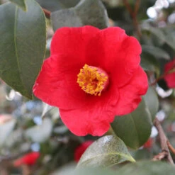 Korean Fire Camellia Shrub 9 Korean Fire Camellia Shrub -Geen Shop Korean Fire Camellia 3