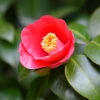 Korean Fire Camellia Shrub 2 Korean Fire Camellia Shrub -Geen Shop Korean Fire Camellia BB 600x600 5f096725 6403 40d5 ab26 d900729a4bfc
