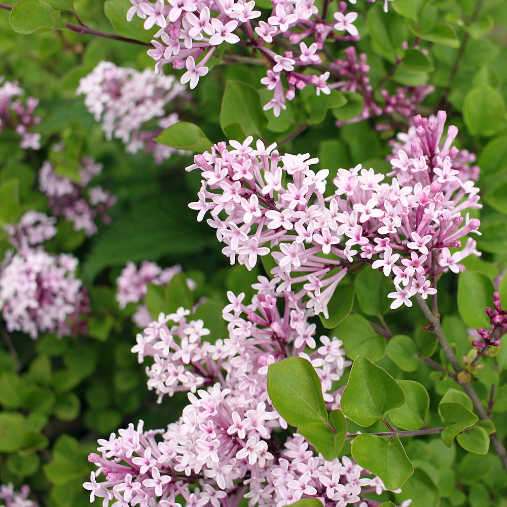 Dwarf Korean Lilac Shrub 5 Dwarf Korean Lilac Shrub - Image 3