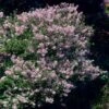 Dwarf Korean Lilac Shrub -Geen Shop Korean Lilac BB 600x600 190742a2 fc15 4b9e aa50 a32eeafb3e04