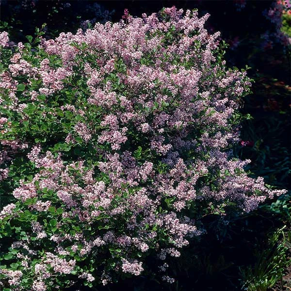 Dwarf Korean Lilac Shrub 3 Dwarf Korean Lilac Shrub