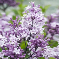 Korean Lilac Tree -Geen Shop Korean Lilac Tree 2 BB
