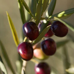 Koroneiki Greek Olive Tree -Geen Shop Koroneiki Olive 2 FGT