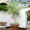 Koroneiki Greek Olive Tree -Geen Shop Koroneiki Olive BB 600x600 e1c82acb 1022 4a39 8e2a 3237781ceebd