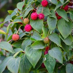 White Kousa Dogwood Tree 11 White Kousa Dogwood Tree -Geen Shop Kousa Dogwood 1 BB