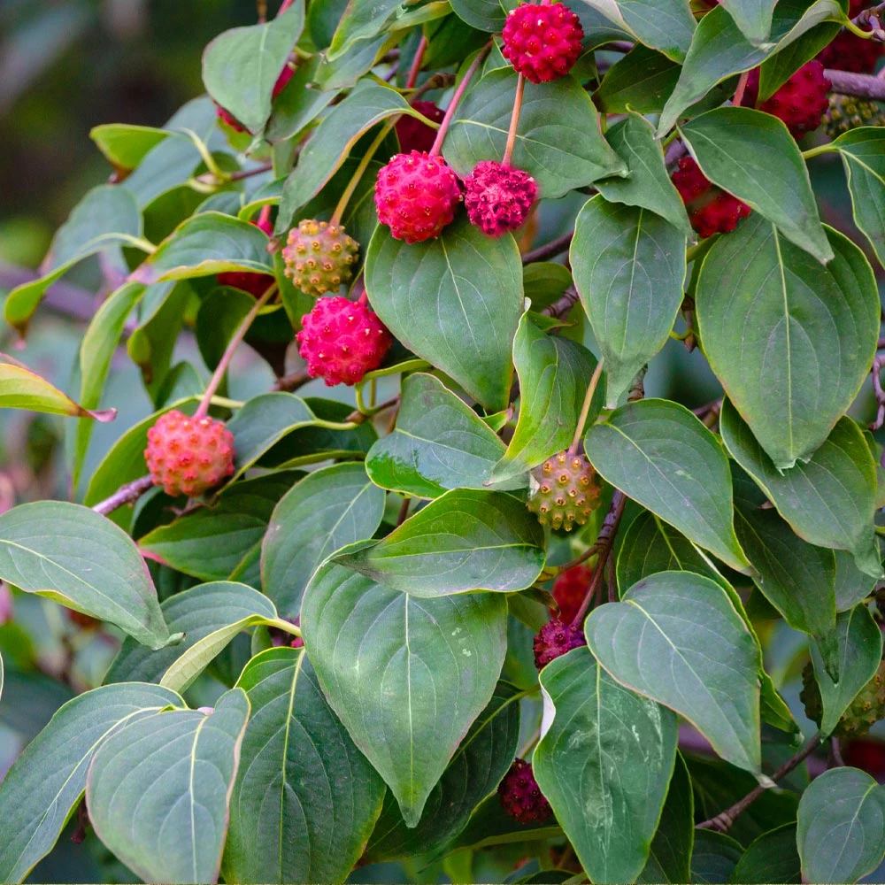 White Kousa Dogwood Tree 5 White Kousa Dogwood Tree - Image 3