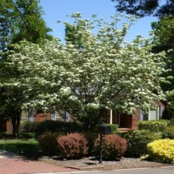 White Kousa Dogwood Tree 12 White Kousa Dogwood Tree -Geen Shop Kousa Dogwood 2