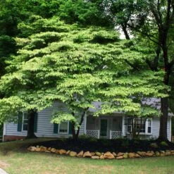 White Kousa Dogwood Tree 13 White Kousa Dogwood Tree -Geen Shop Kousa Dogwood 4